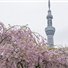 Rinko04176923.jpg