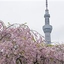 Kotone28638282.jpg