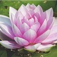 Miho91619963.jpg