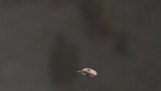 ピラニア.jpg