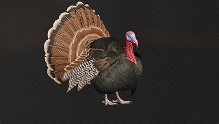 七面鳥.jpg