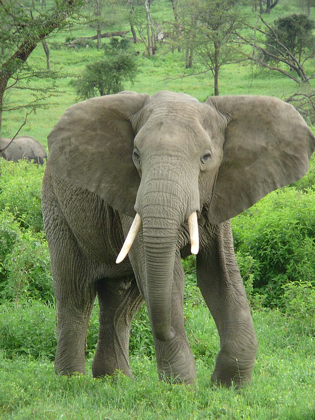 640px-Elephant_near_ndutu.jpg