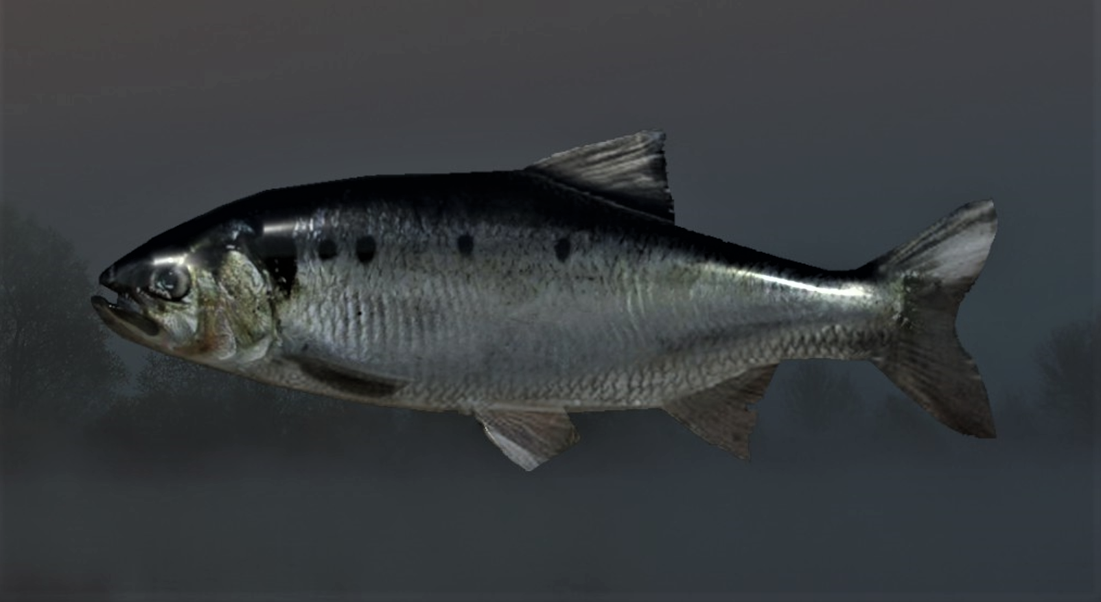 ALOSA CASPIA2.jpg