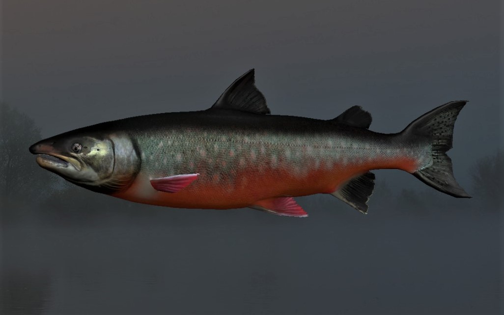 ARCTIC CHAR2.jpg