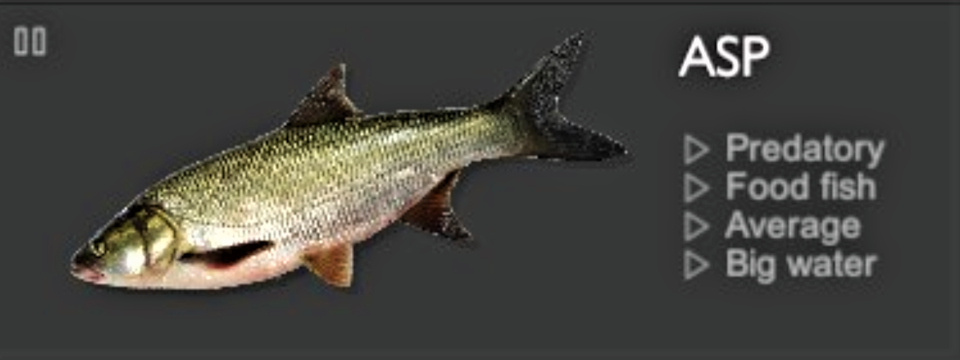 ASP.jpg