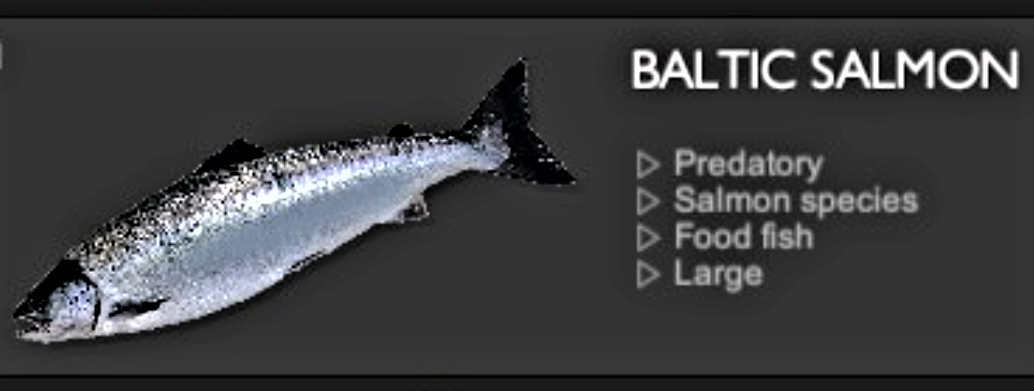 BALTIC SALMON.jpg