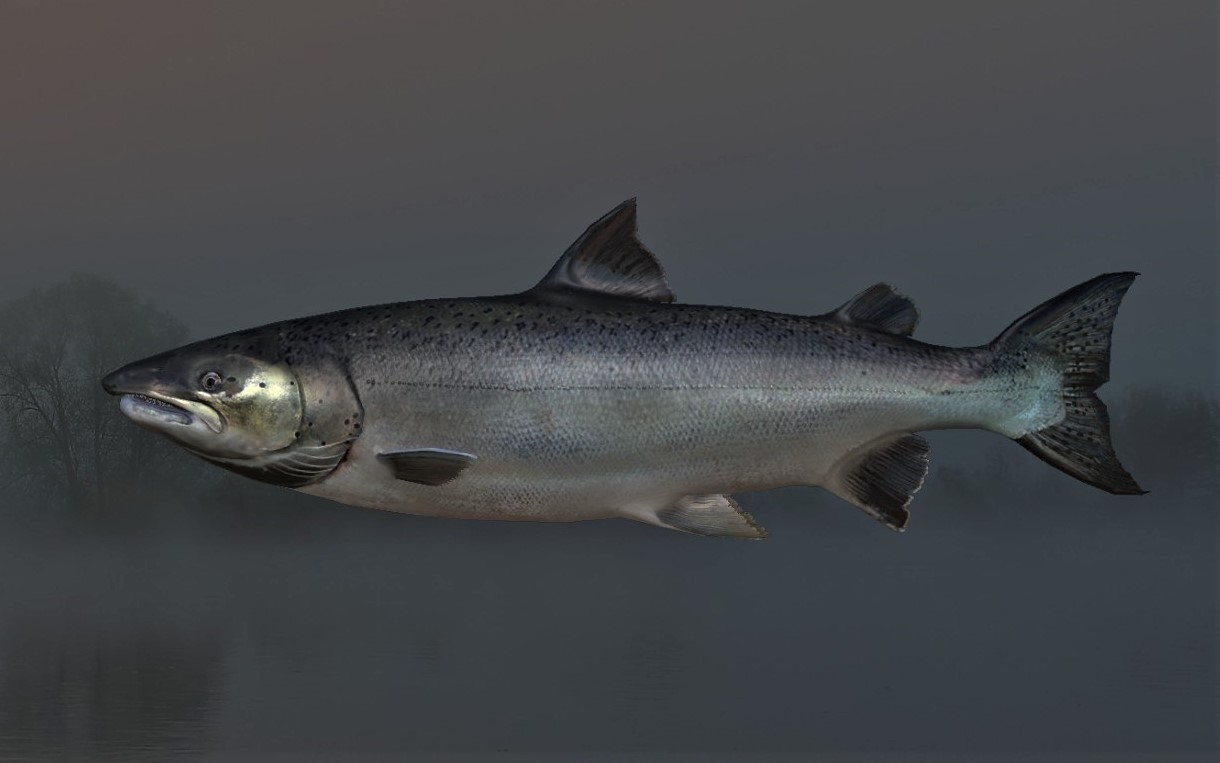 BALTIC SALMON2.jpg