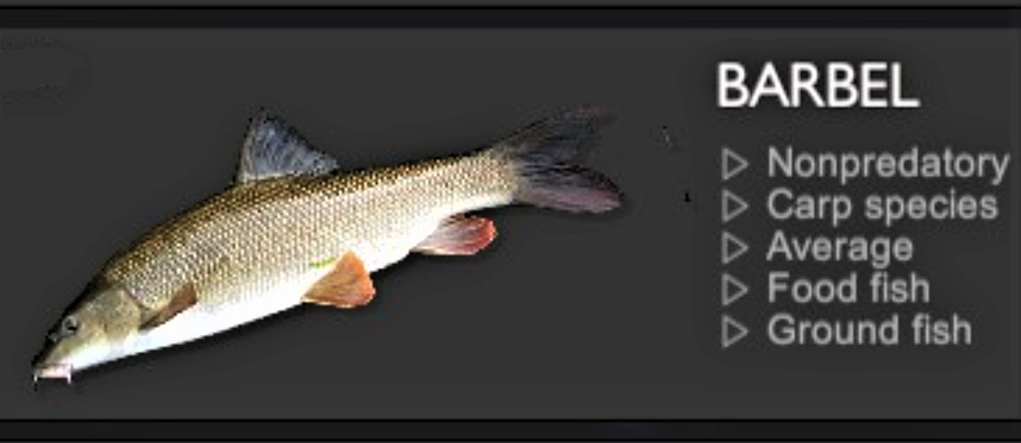 BARBEL.jpg