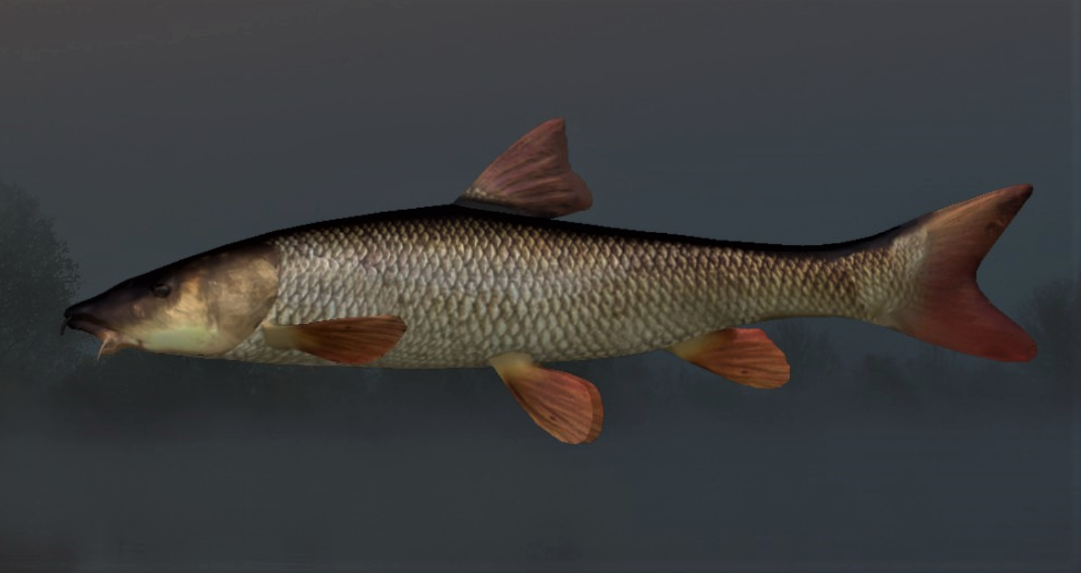 BARBEL2.jpg