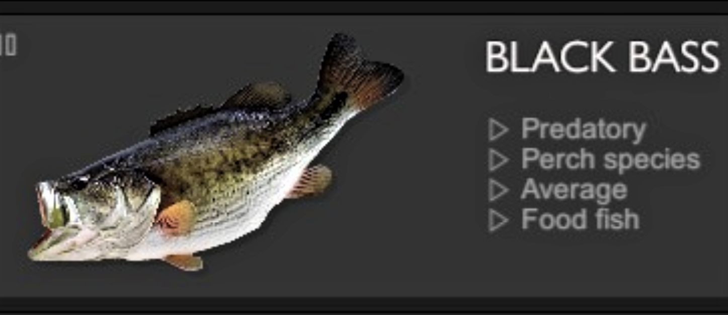 BLACK BASS.jpg