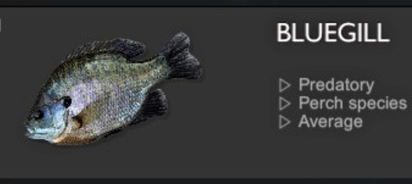 BLUEGILL.jpg