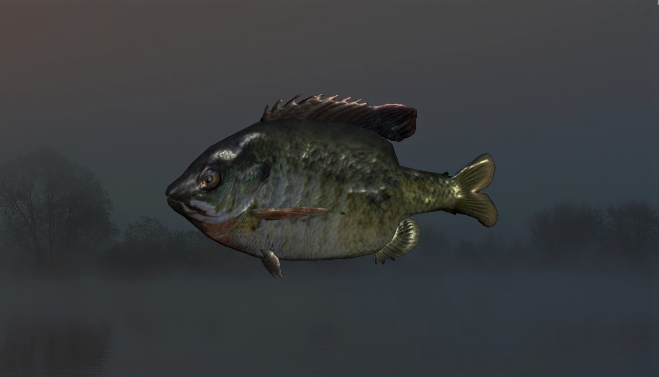 BLUEGILL2.jpg