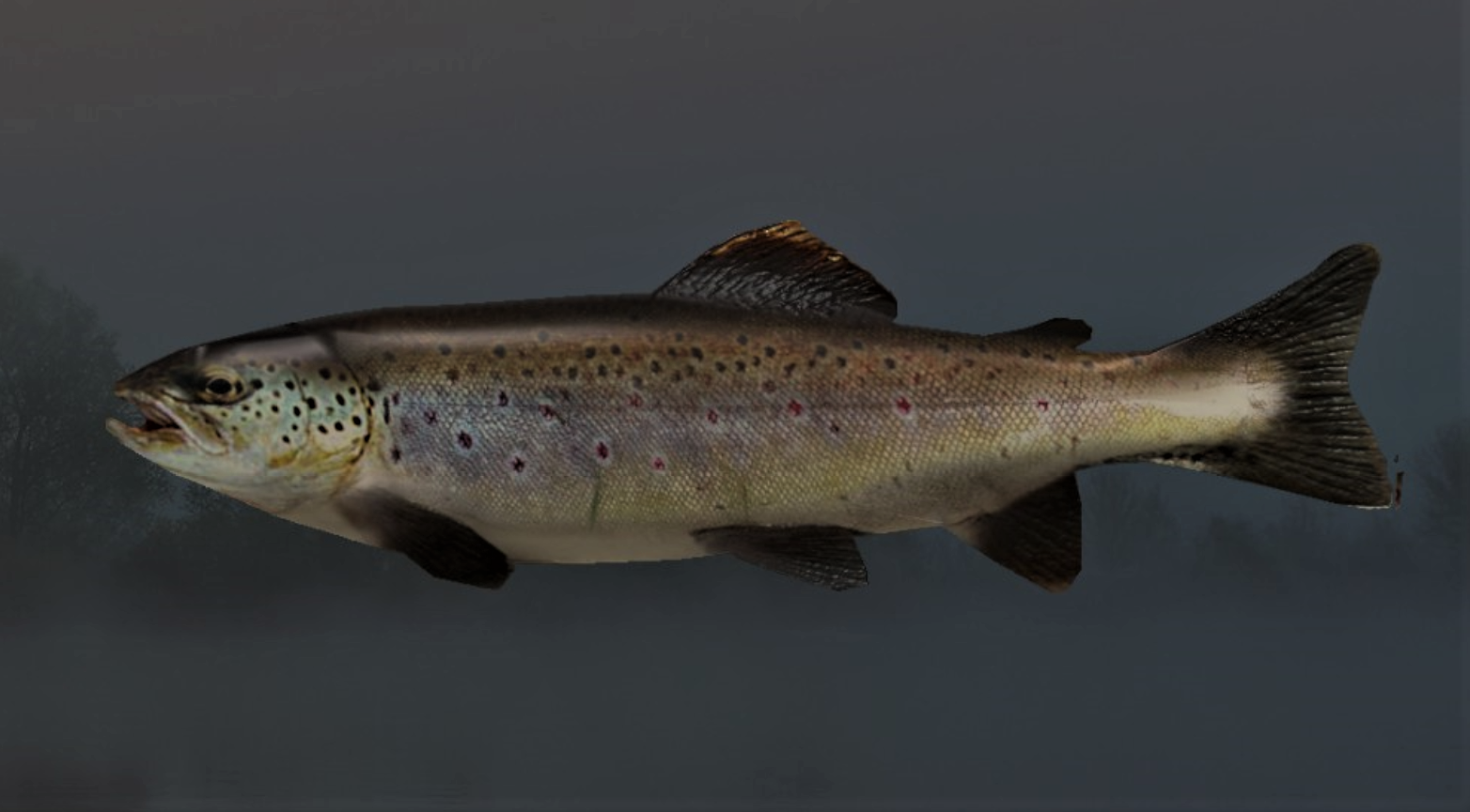 BROOK TROUT2.jpg