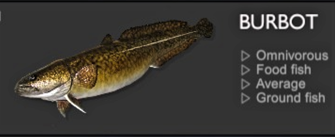 BURBOT.jpg