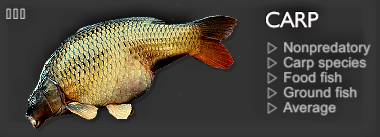 CARP.jpg