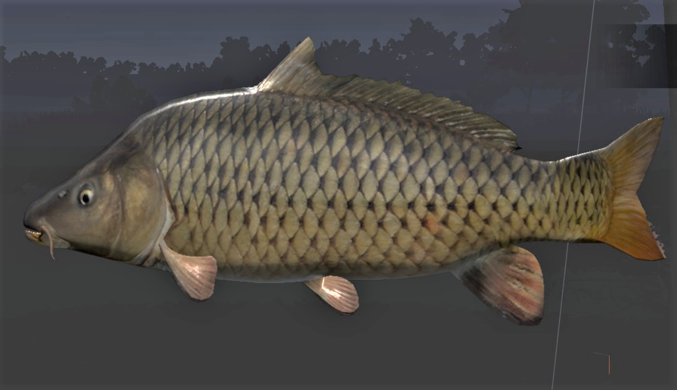 CARP2.jpg