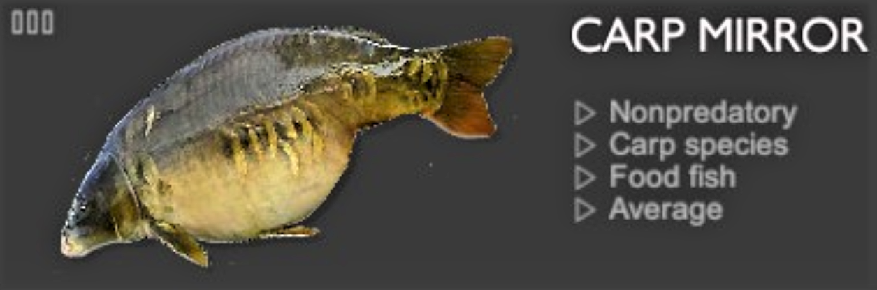 CARP MIRROR.jpg