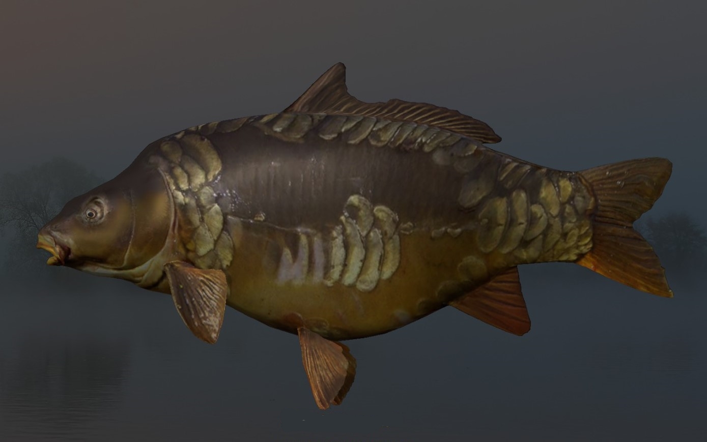 CARP MIRROR2.jpg