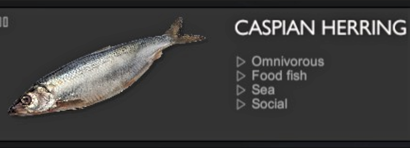 CASPIAN HERRING.jpg