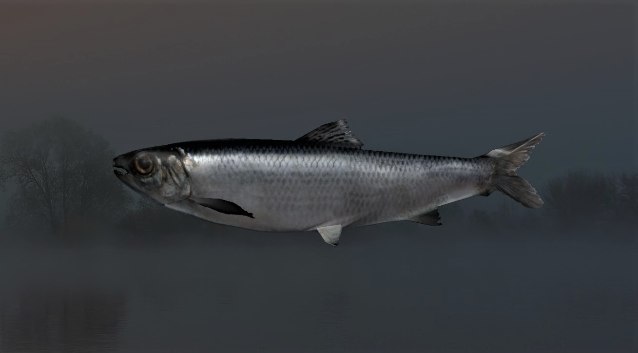 CASPIAN HERRING2.jpg