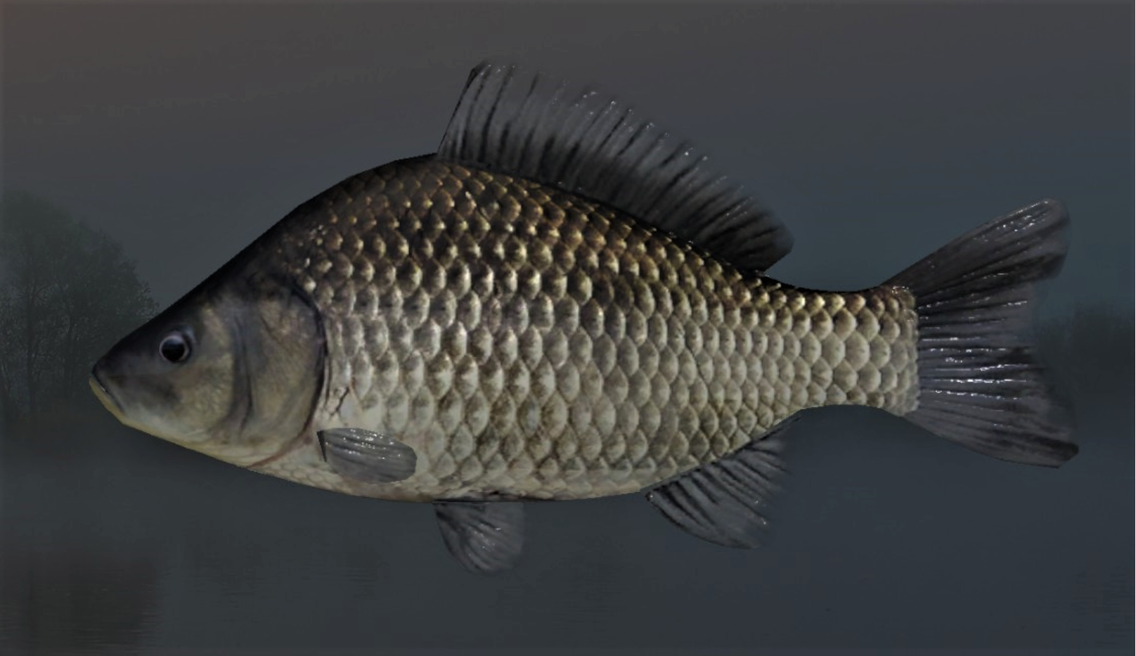 CRUCIAN2.jpg