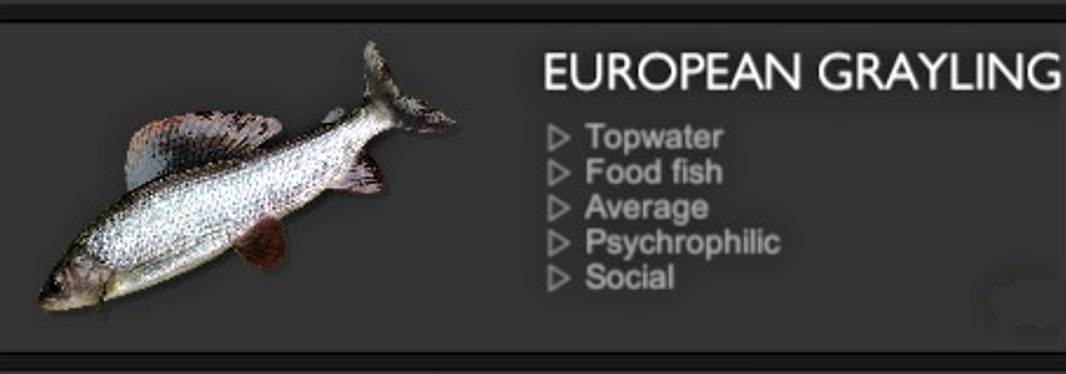 EUROPEAN GRAYLING.jpg