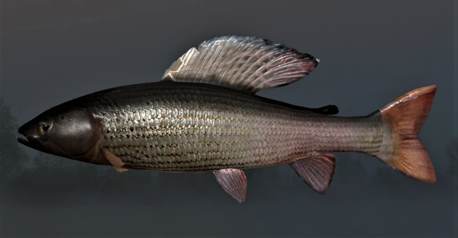 EUROPEAN GRAYLING2.jpg