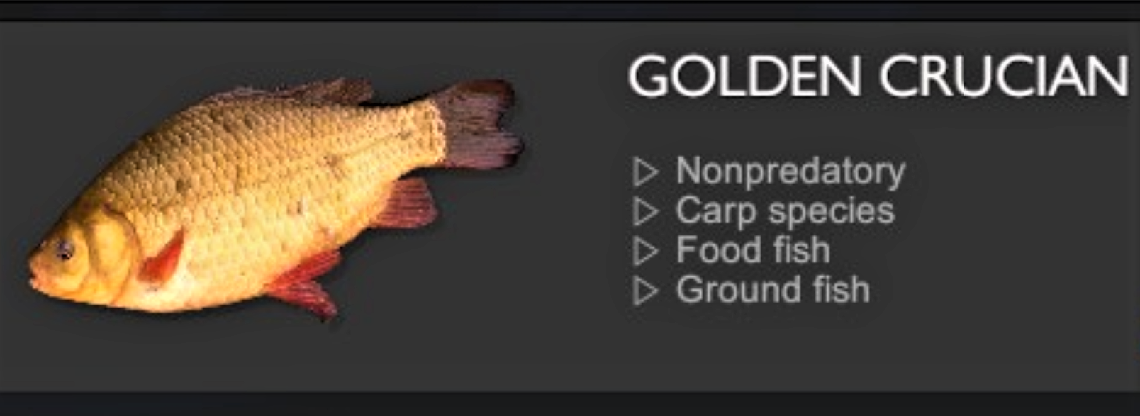 GOLDEN CRUCIAN.jpg