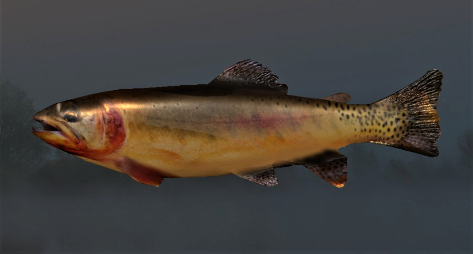 GOLDEN TROUT2.jpg