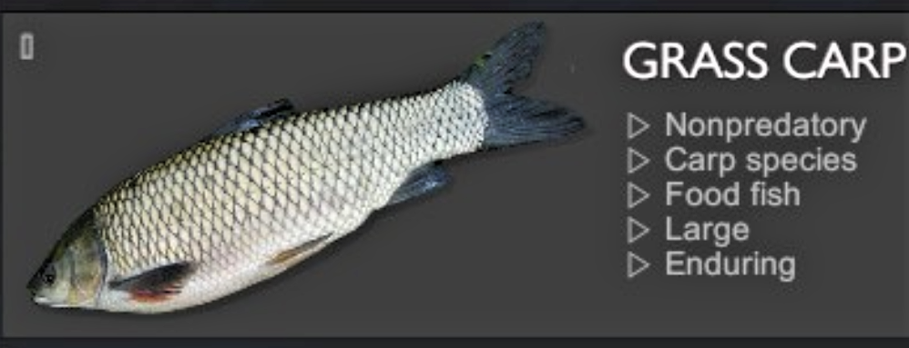 GRASS CARP.jpg