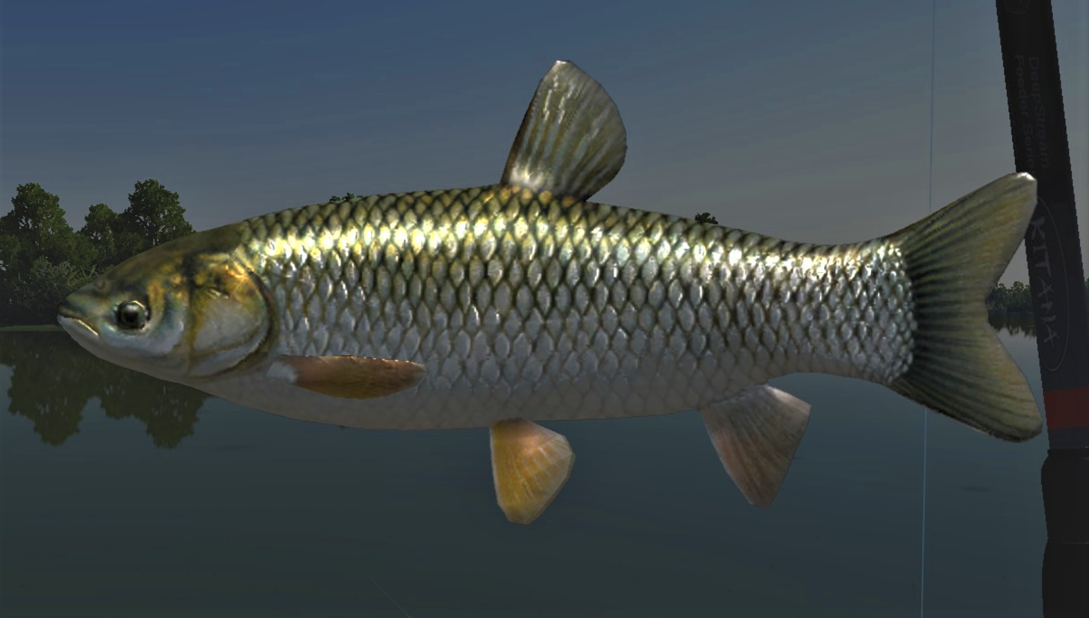 GRASS CARP2.jpg