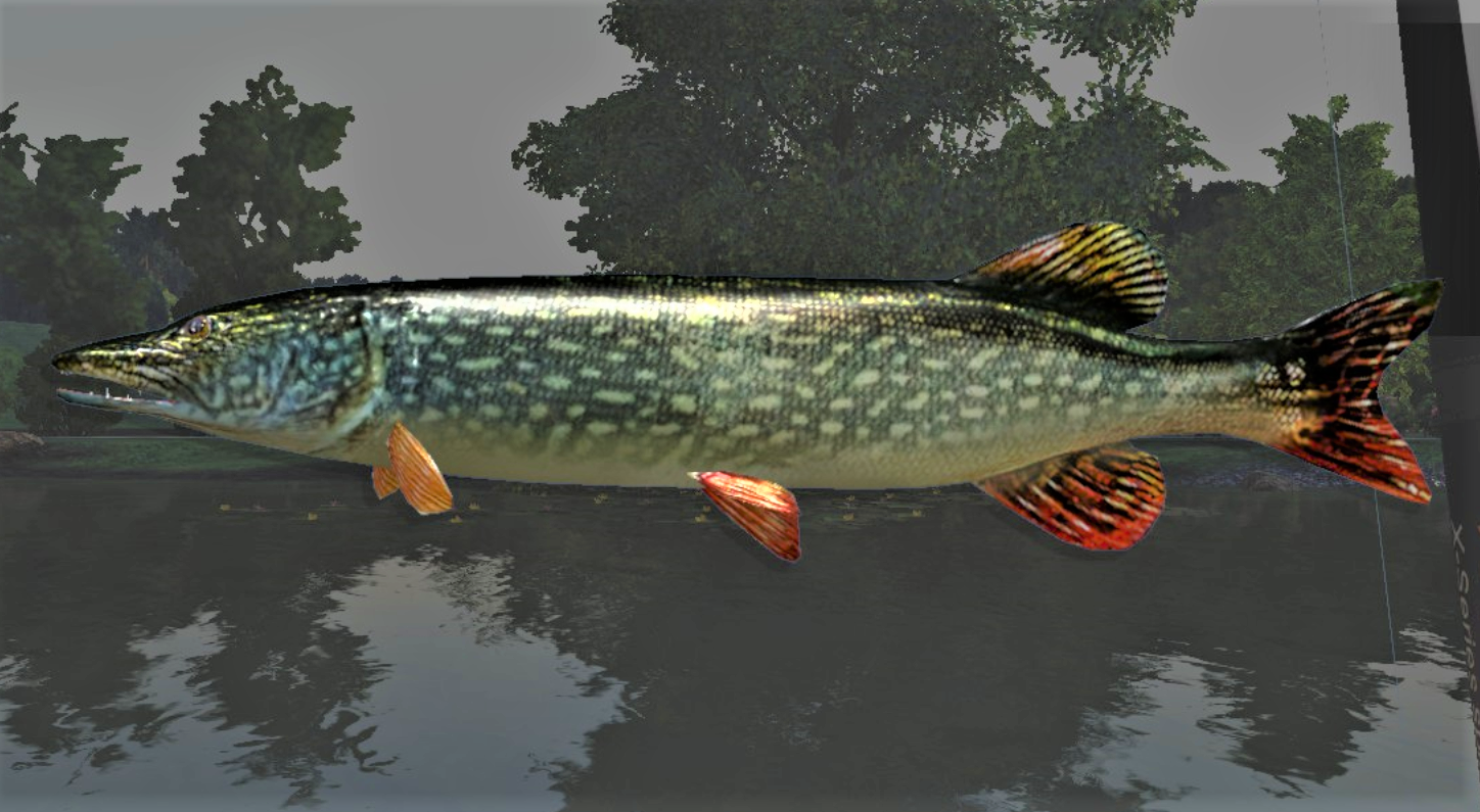 GRASS PIKE2.jpg