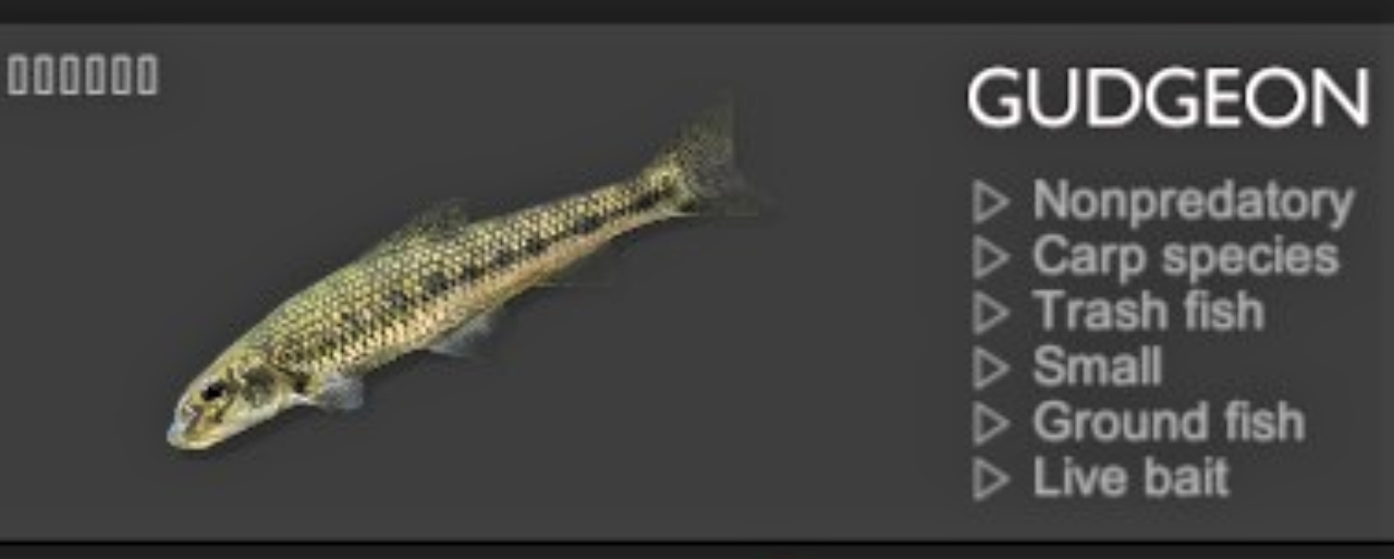 GUDGEON.jpg