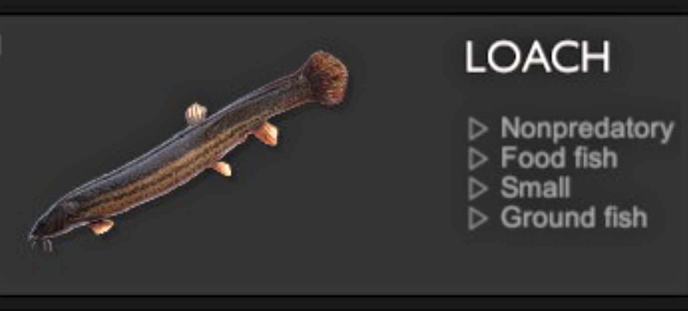 LOACH.jpg