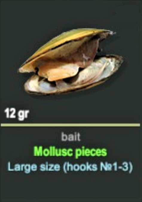 Mollusc pieces.jpg