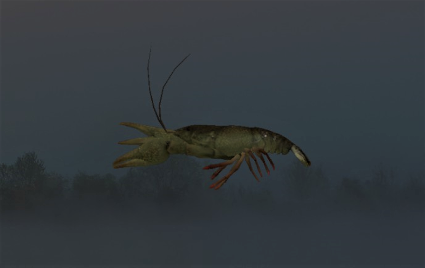 NARROW CRAYFISH2.jpg