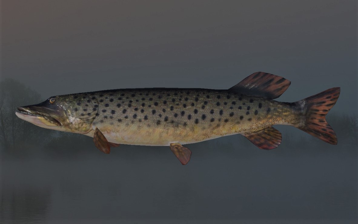 NORTHERN PIKE2.jpg
