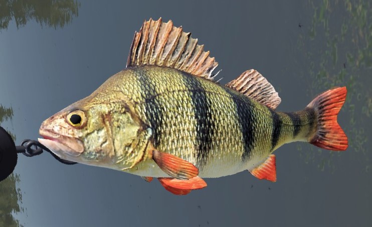 PERCH2.jpg