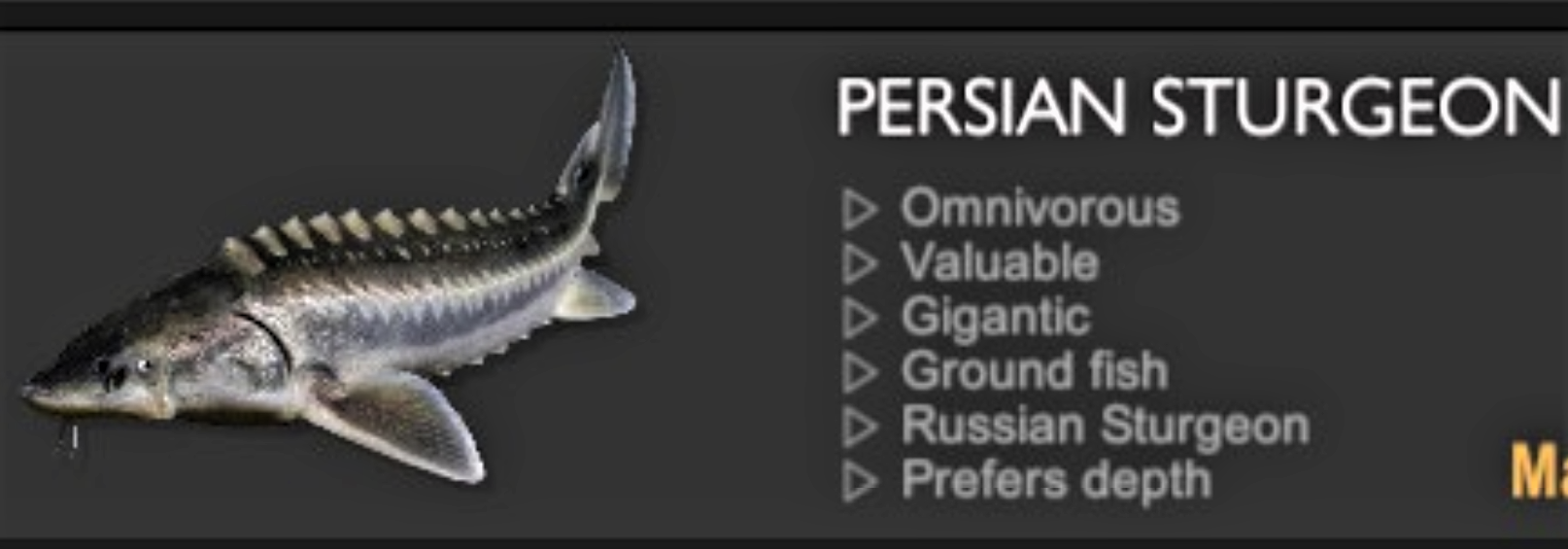 PERSIAN STURGEON.jpg