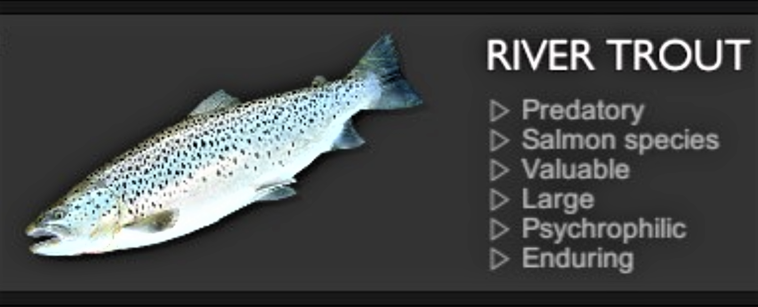 RIVER TROUT.jpg