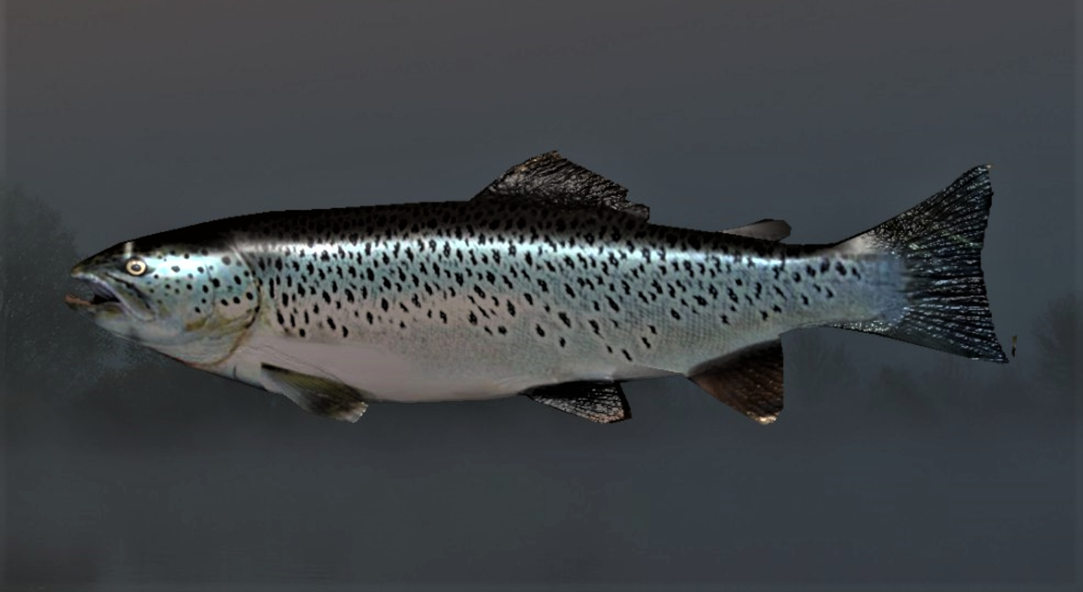 RIVER TROUT2.jpg