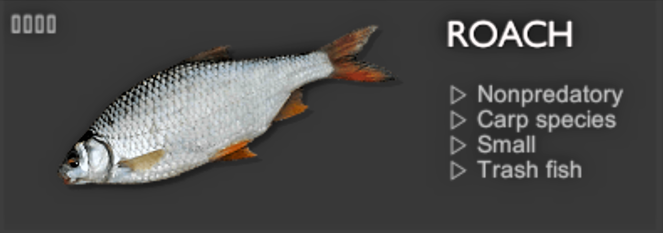 ROACH.jpg