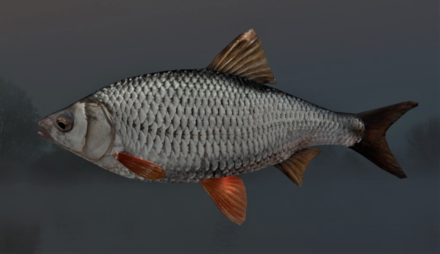 ROACH2.jpg