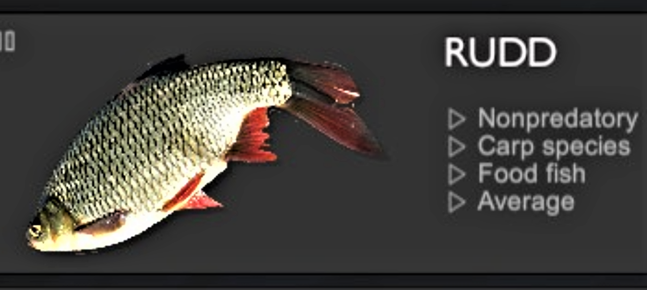 RUDD.jpg
