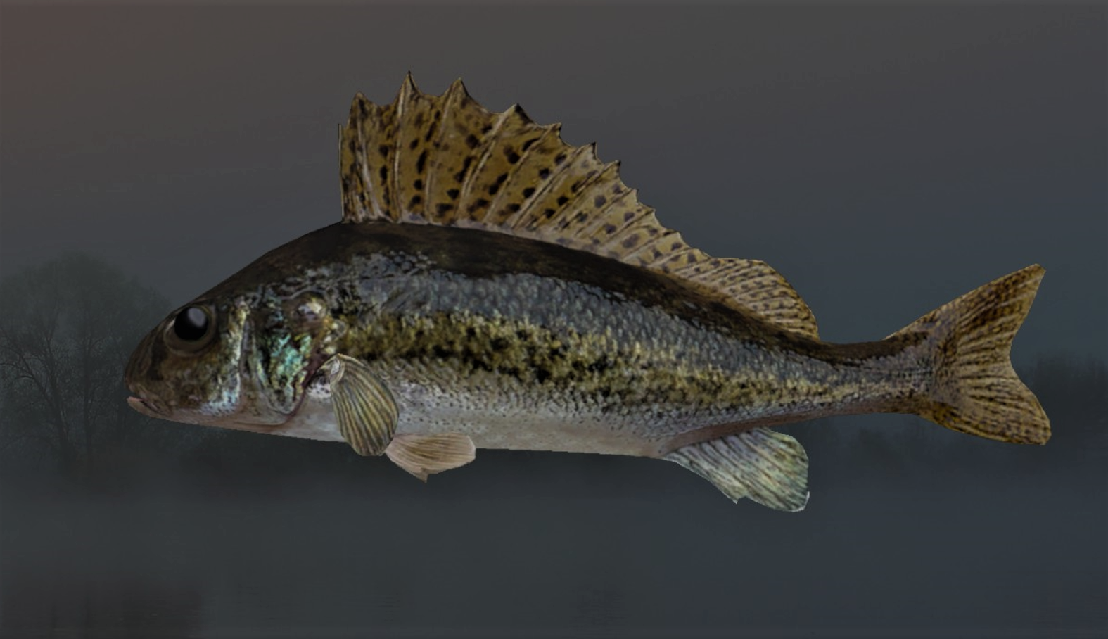 RUFFE2.jpg