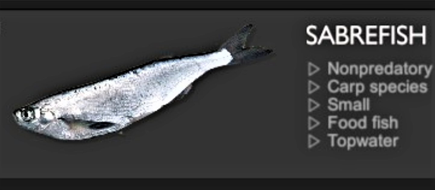 SABREFISH.jpg
