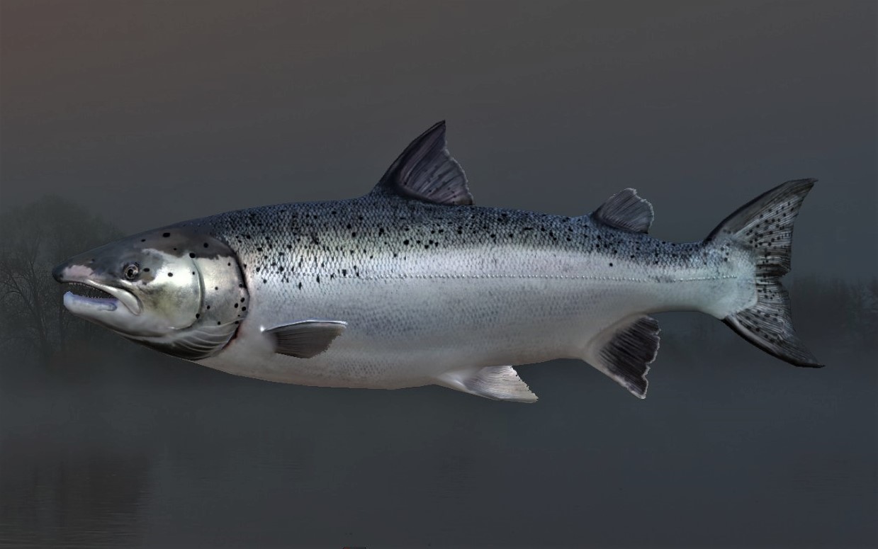 SEA SALMON2.jpg