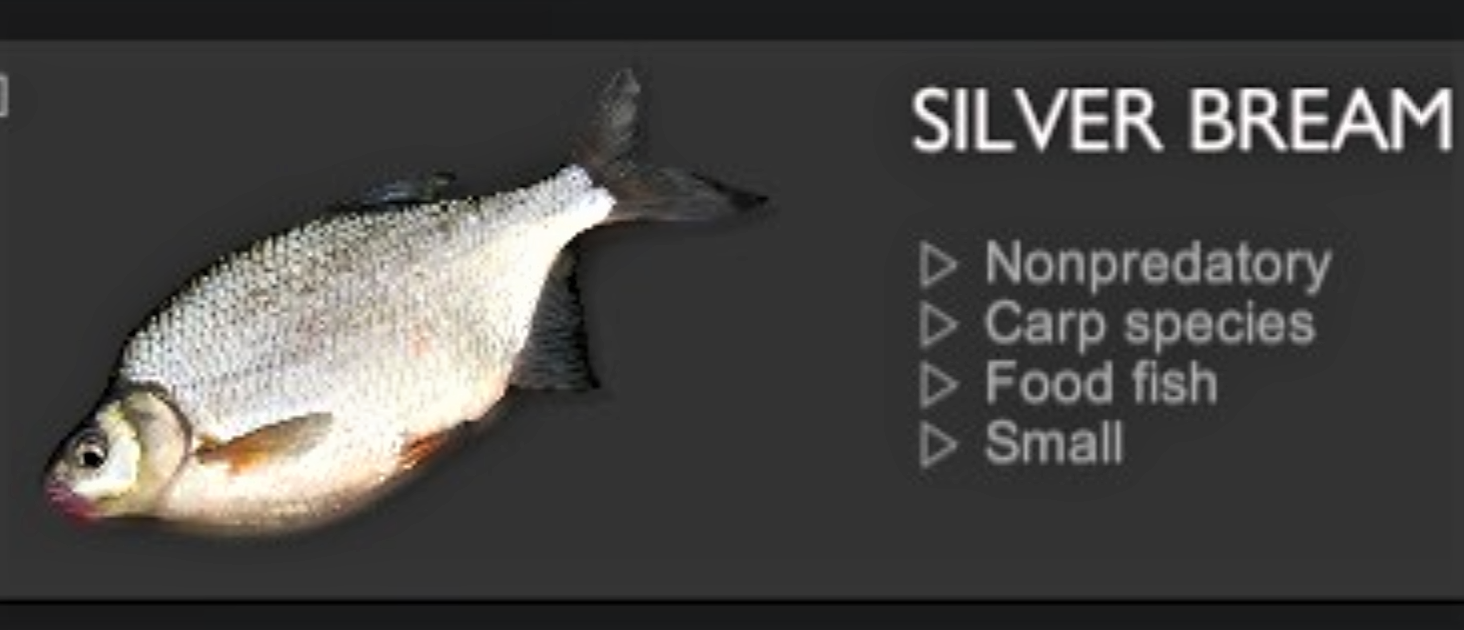 SILVER BREAM.jpg