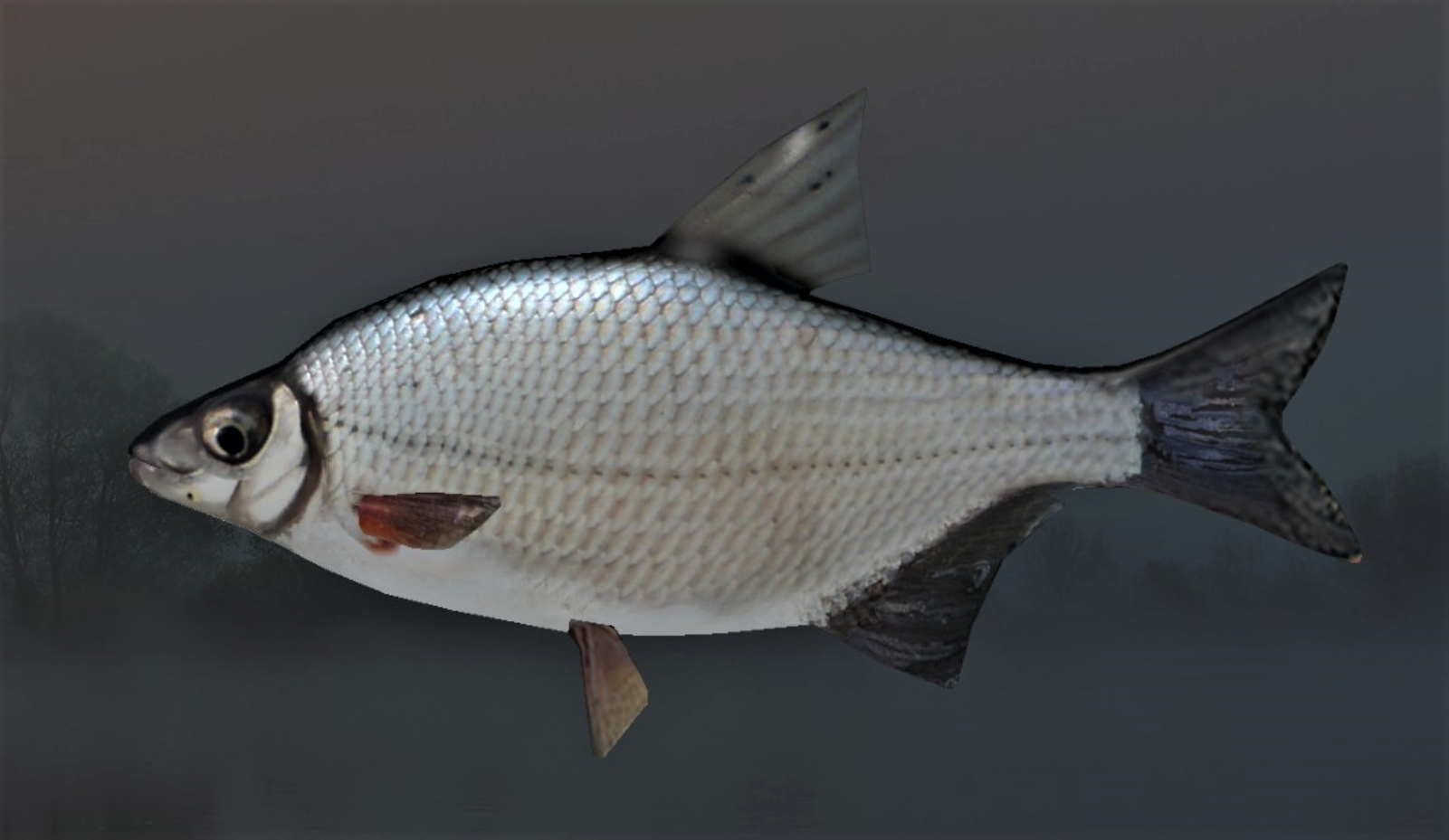 SILVER BREAM2.jpg