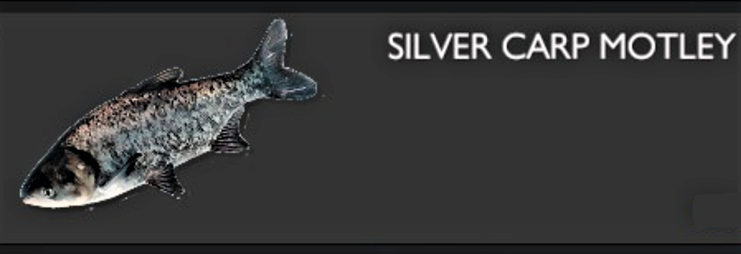 SILVER CARP MOTLEY.jpg